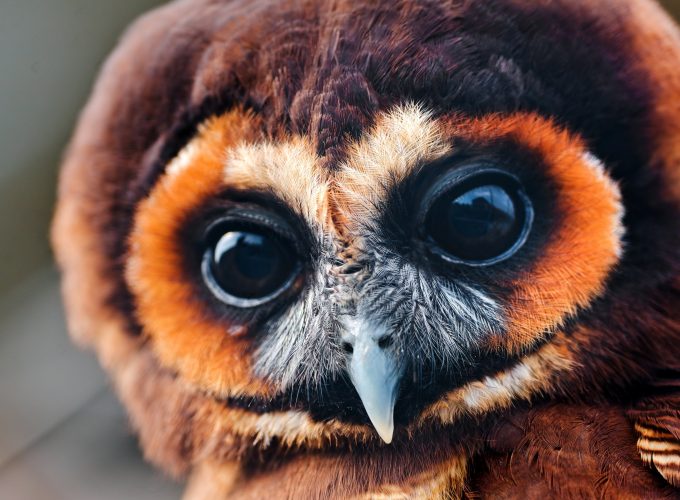 Wallpaper Owl, 5k, 4k wallpaper, National Geographic, Eyes, Wild, funny, Animals 585531498